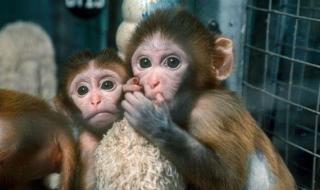 现实版生化危机 现实版生化危机