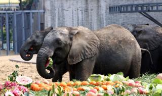 淹城野生动物园